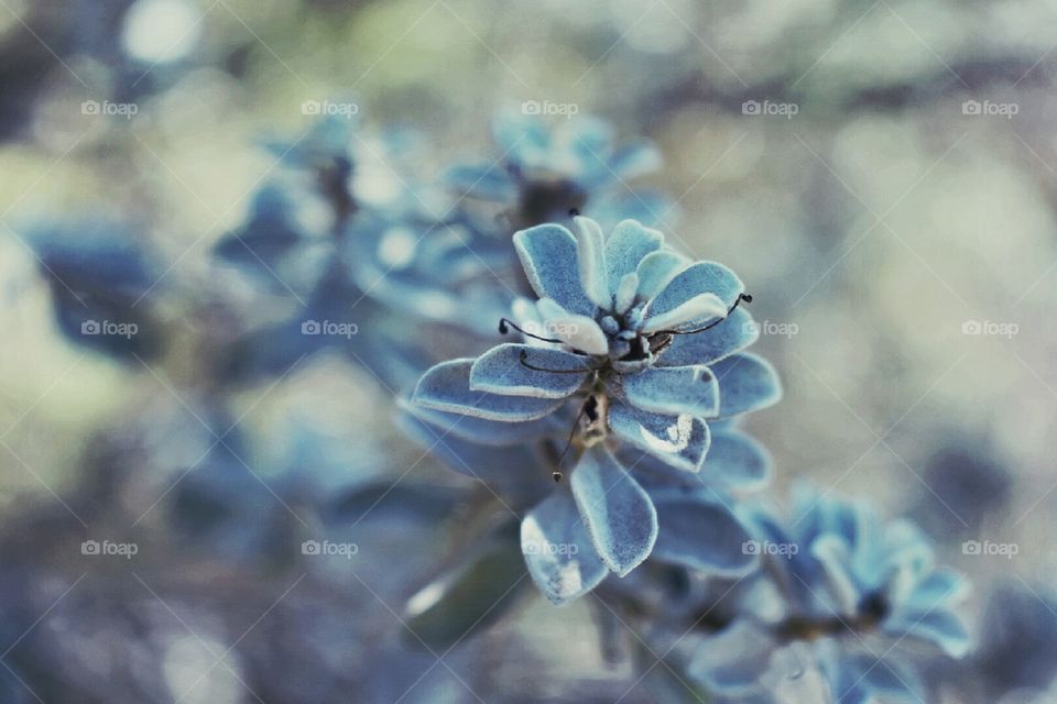 Beautiful plant consisting of purely grey leaves. 