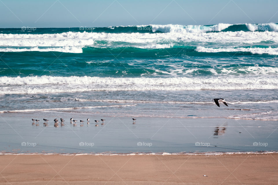Beautiful wildlife picture of a seagull taking care of little seagulls at the beach 