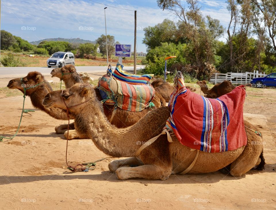 three friendly camels carrying people from A to B