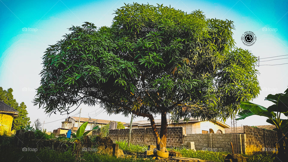 A solo Mango Tree with a tyre from birth