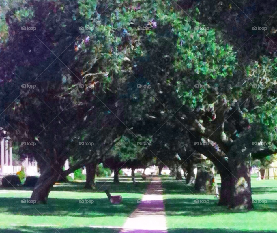 fort caswell green summer trees by indescribable