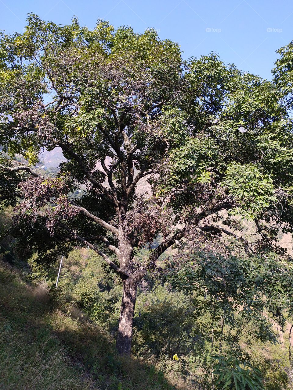 The old jackfruit tree makes me feel nostalgic