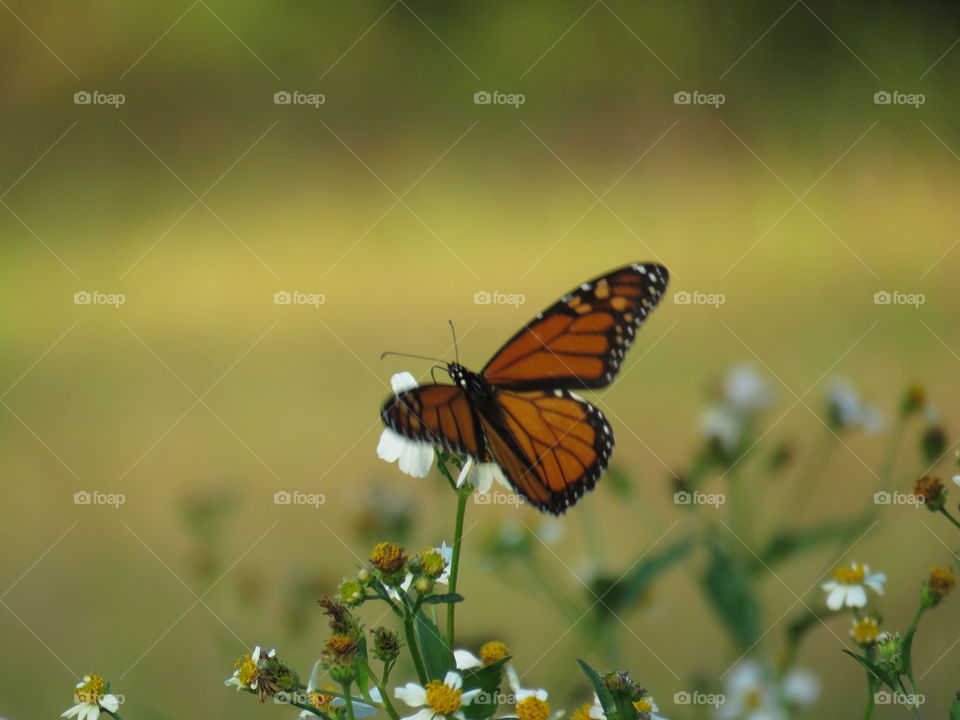 Monarch taking flight