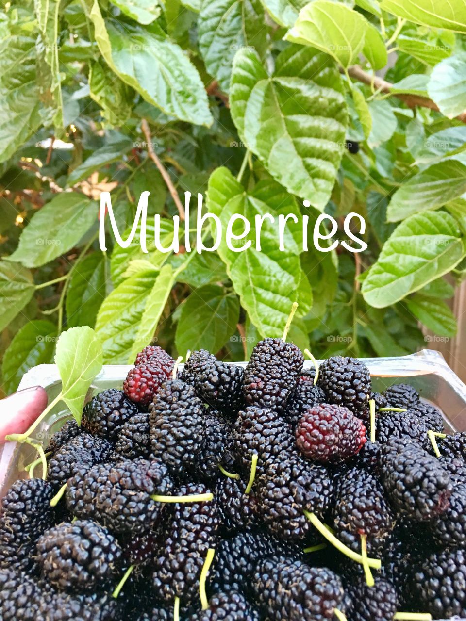 Mulberries, container filled with organic mulberries outdoors in front of mulberry bush with text label, juicy deep purple power food filled with antioxidants extremely healthy