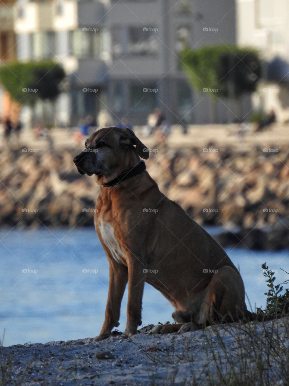 Posing dog