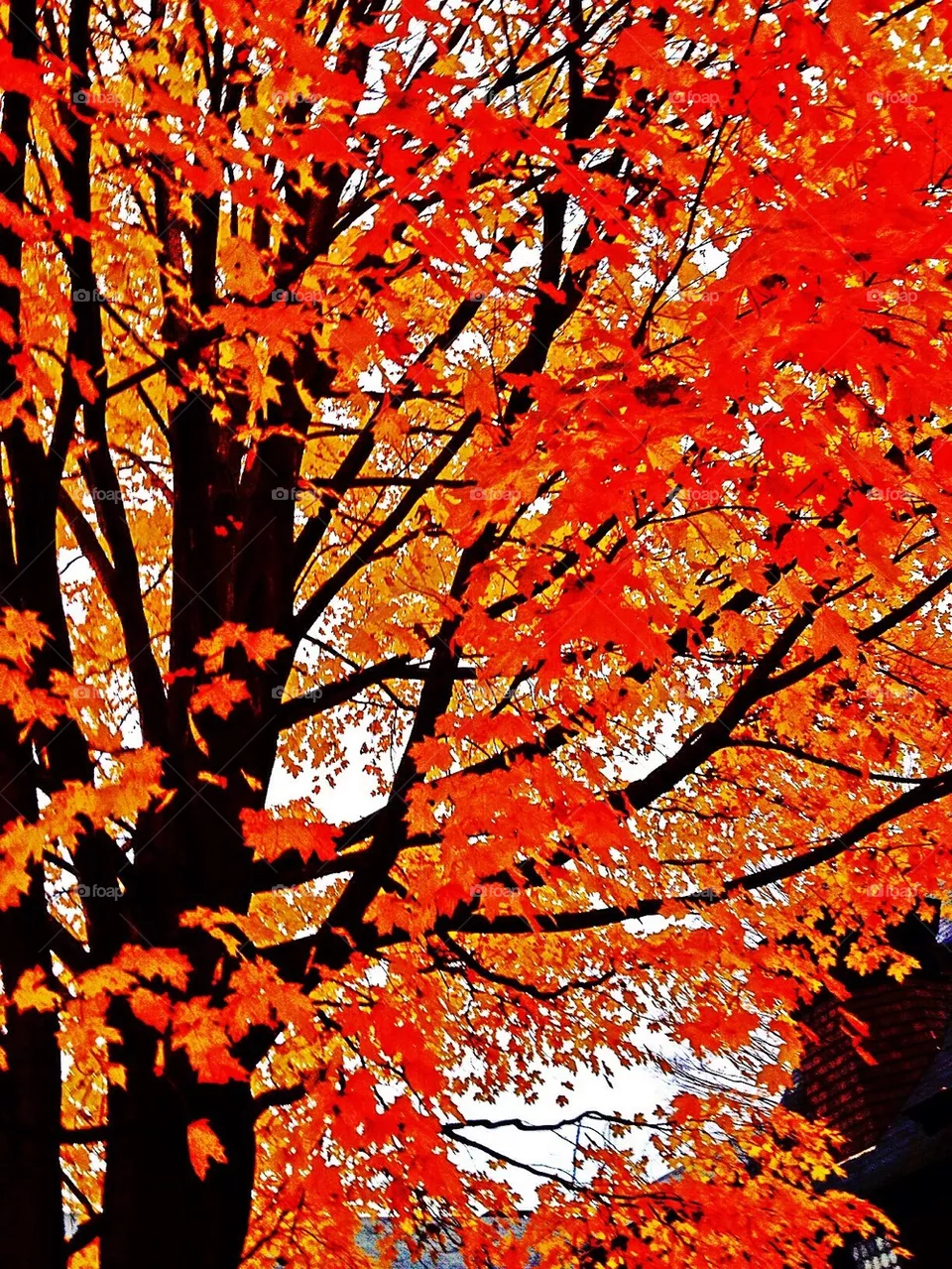 Foliage