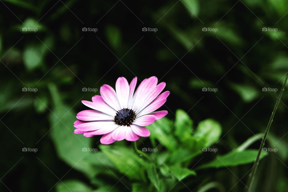 Lonely little flower