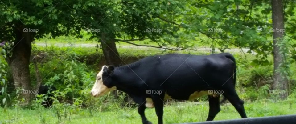 cow