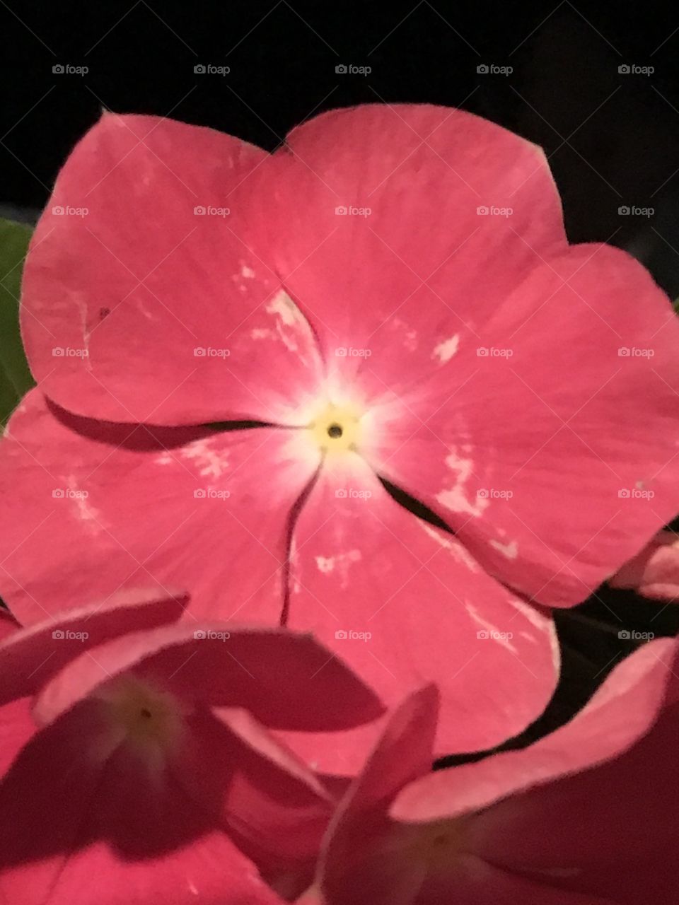 Pretty Pink Flower