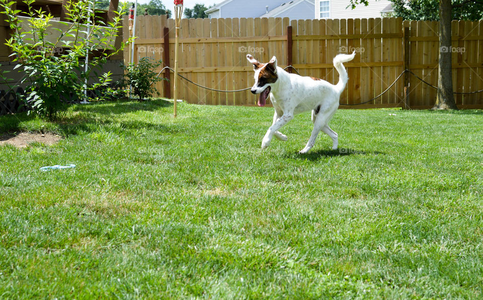 Mixed breed puppy running and playing outdoors on a bright summer day