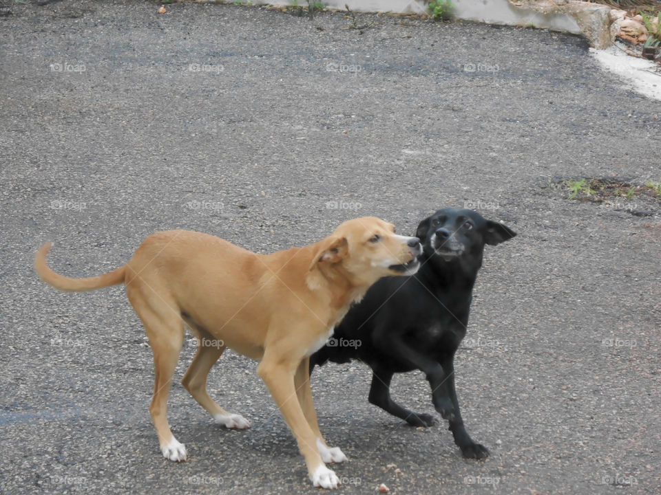 Happy Black and Brown Dogs