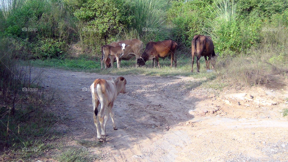 The other calf was looking out for its sibling.