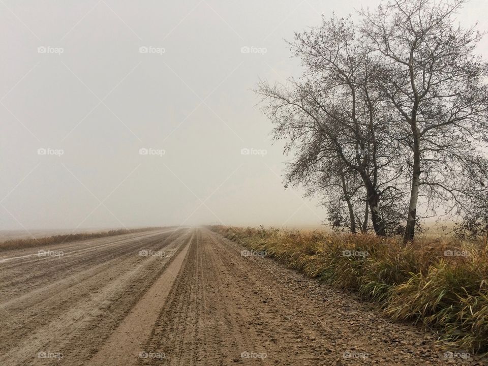Road with a tree on a cloudy foggy day