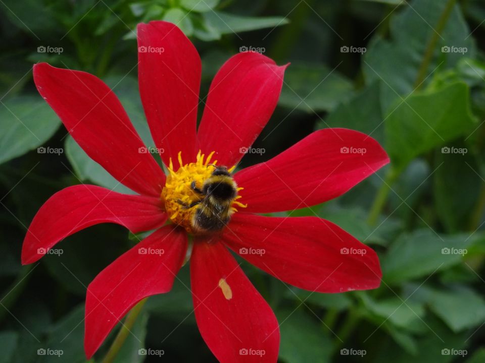 Bee pollinating a red flower
