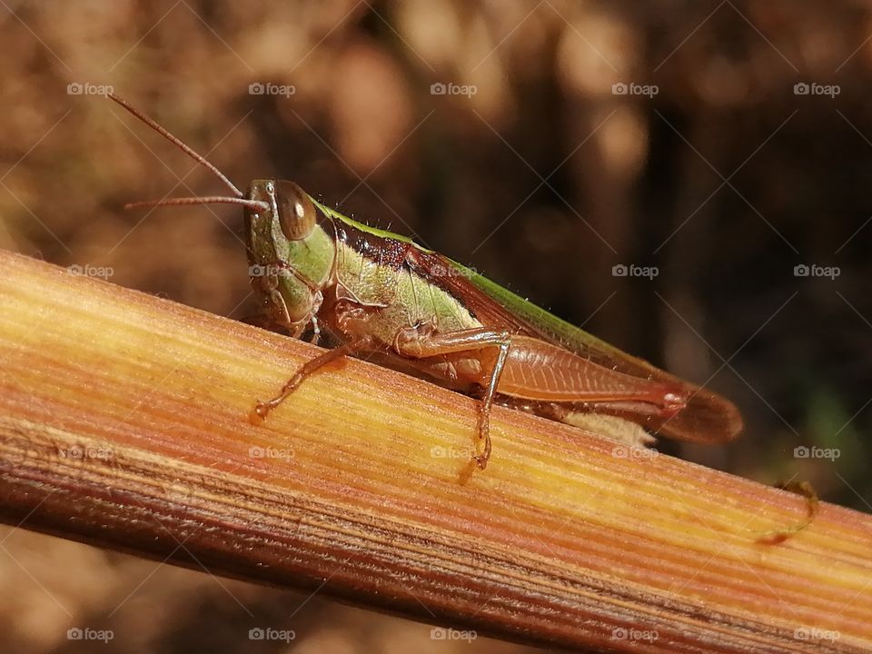 Grasshopper sitting on stem in Field.