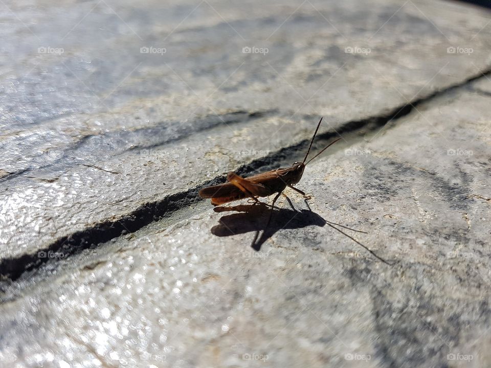 a tiny cricket