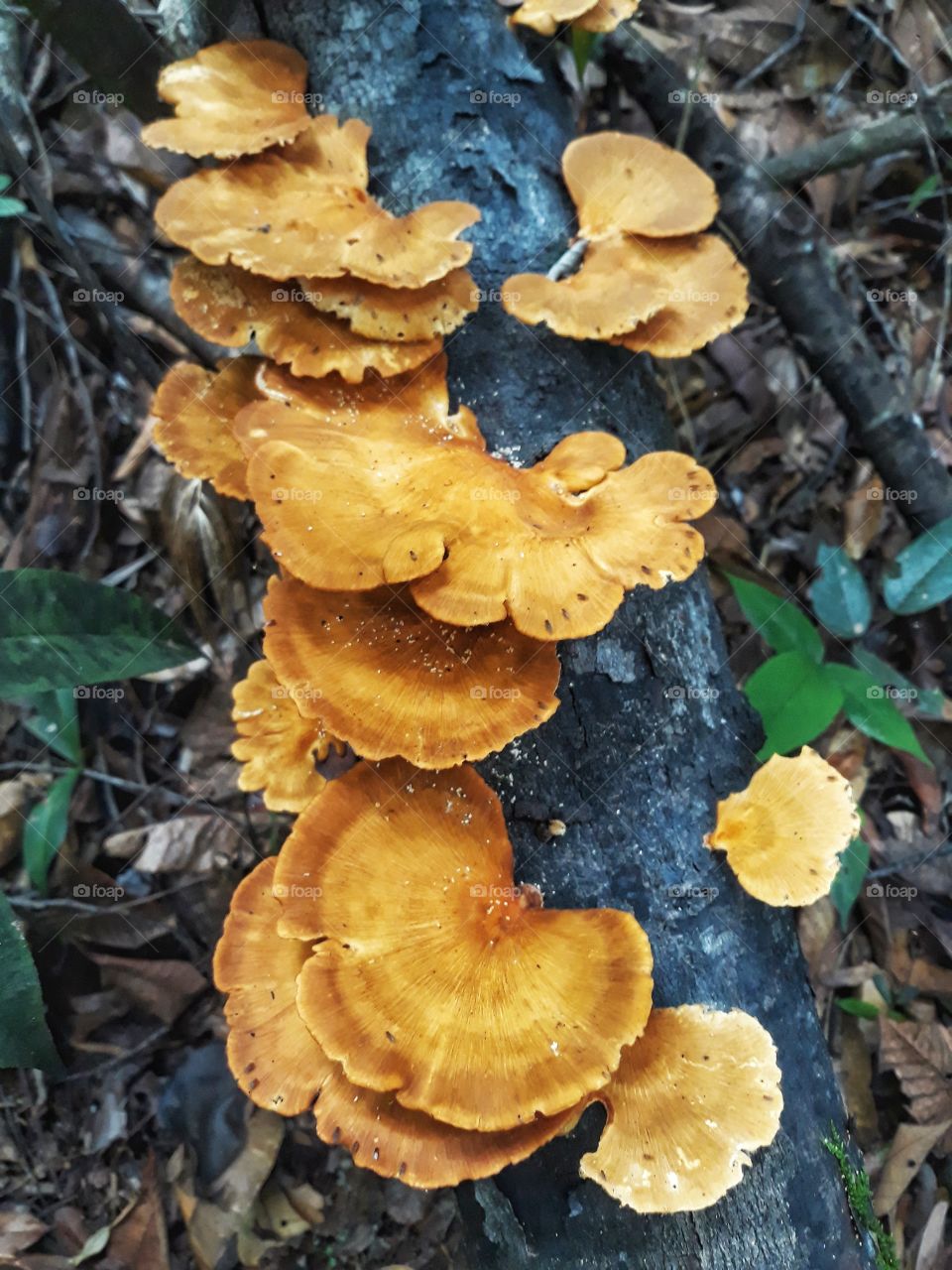 mushrom..deep in the rain forest