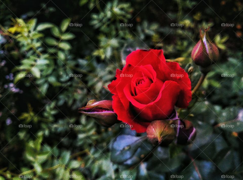 Beautiful flower,my garden,rose