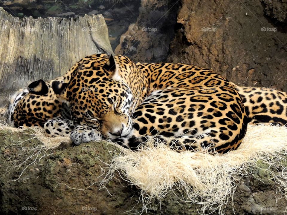 Leopard Sleep