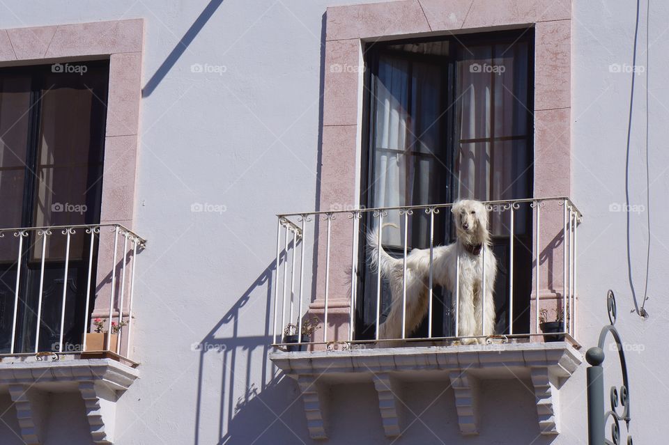 An Afghan Hound as seen from the street, is standing on a balcony in San Miguel de Allende, Mexico.