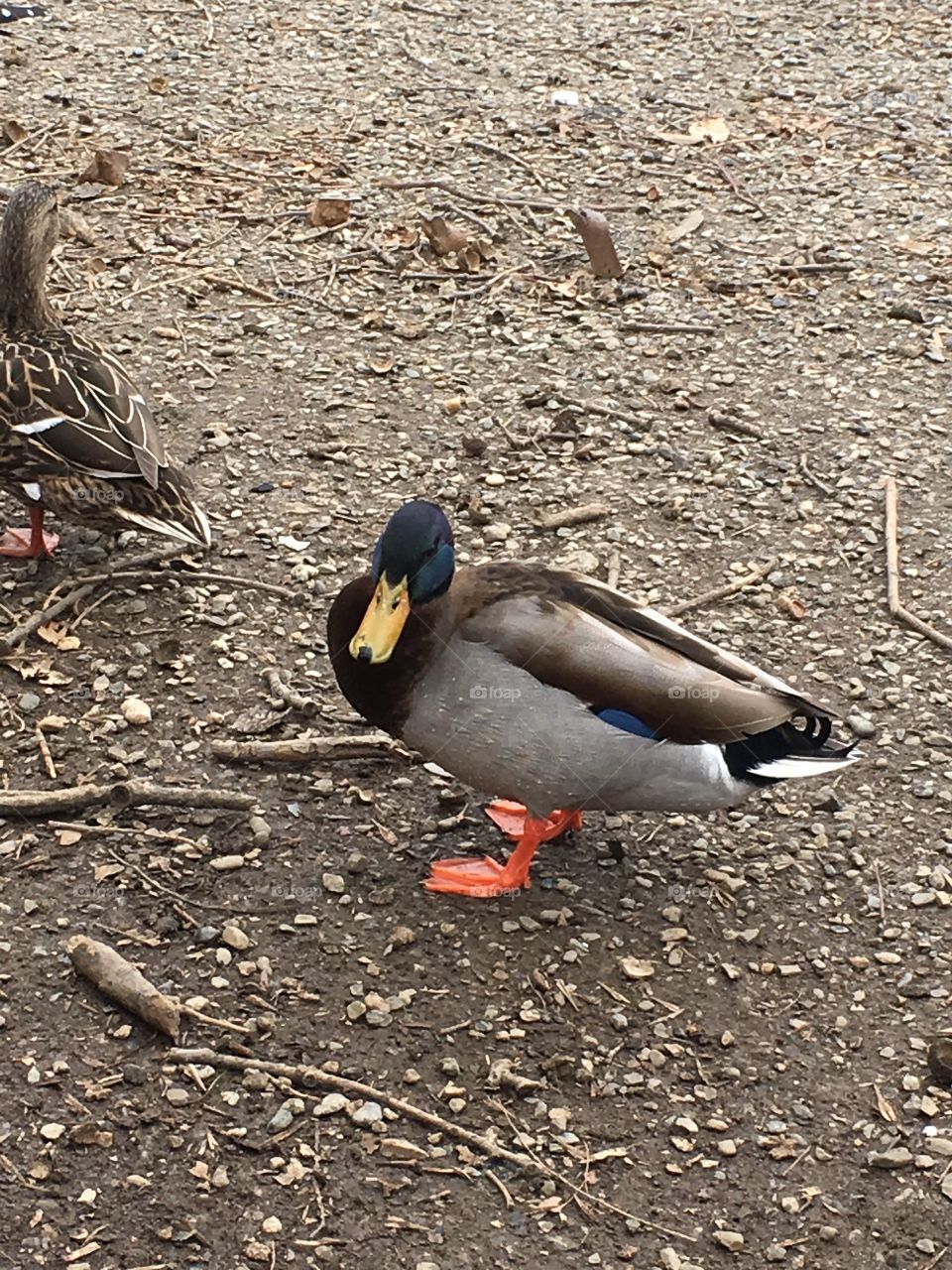 Duck in the park