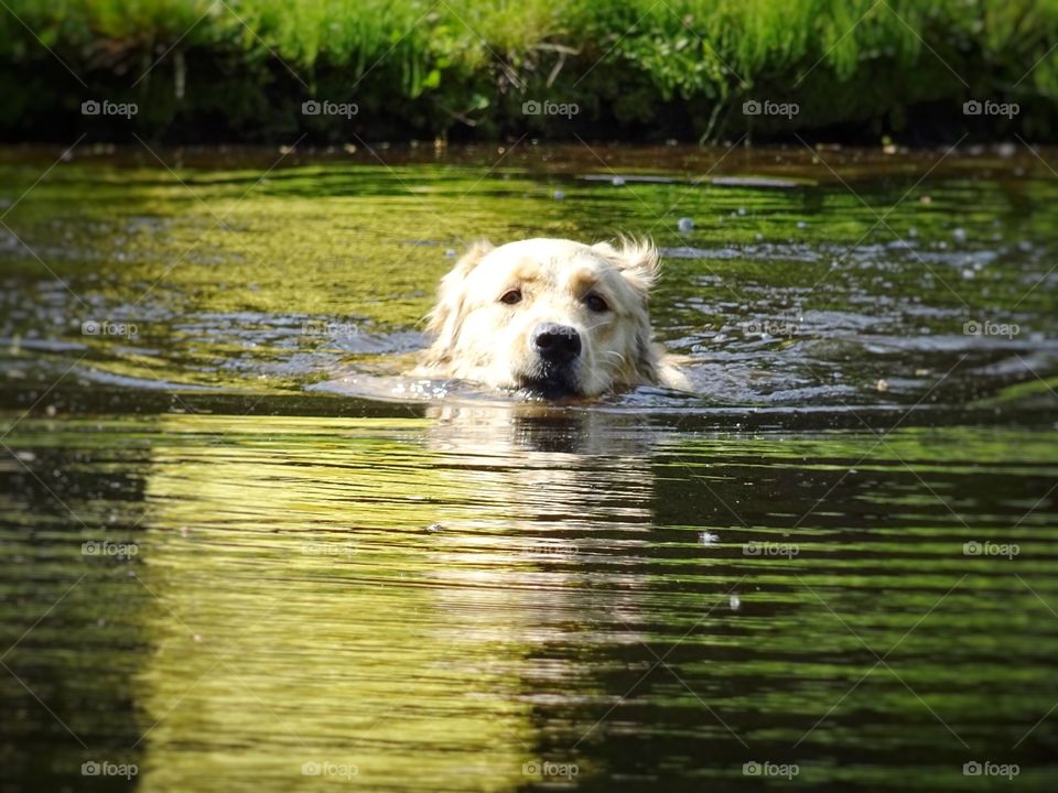 Swimming dog