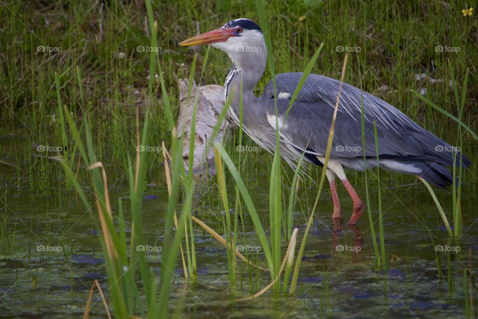 Grey heron hunting in lake