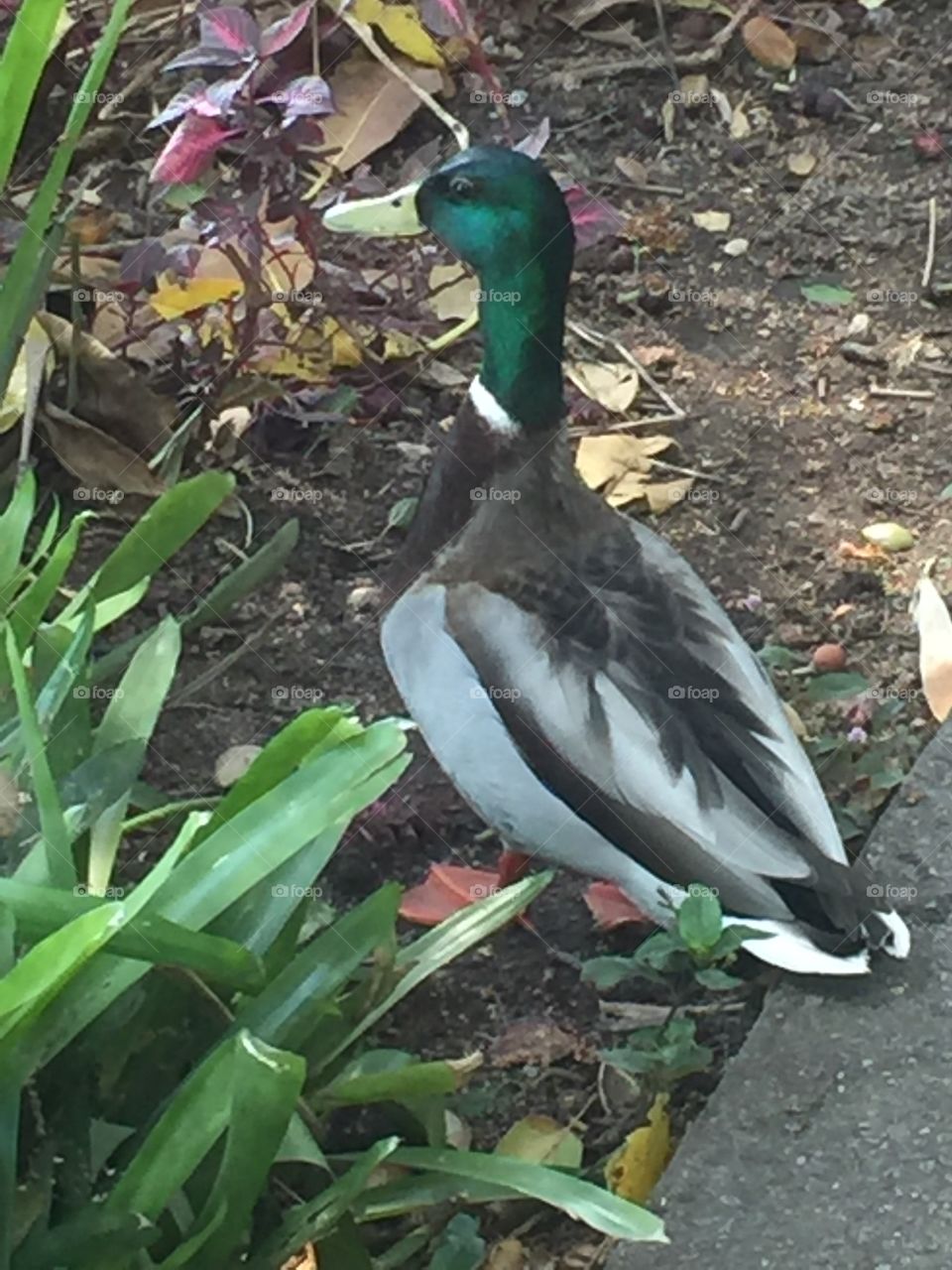 A male duck watching me when I say " your name for now on will be Qauchers the duck" at a  high tea party. When I was at LA.