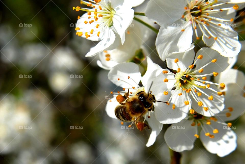 Mission Birds&Bees - Nature in Motion