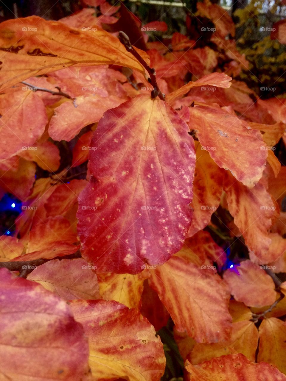 Colorful leaf