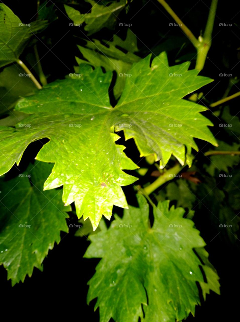 Close-up of a grape leaf