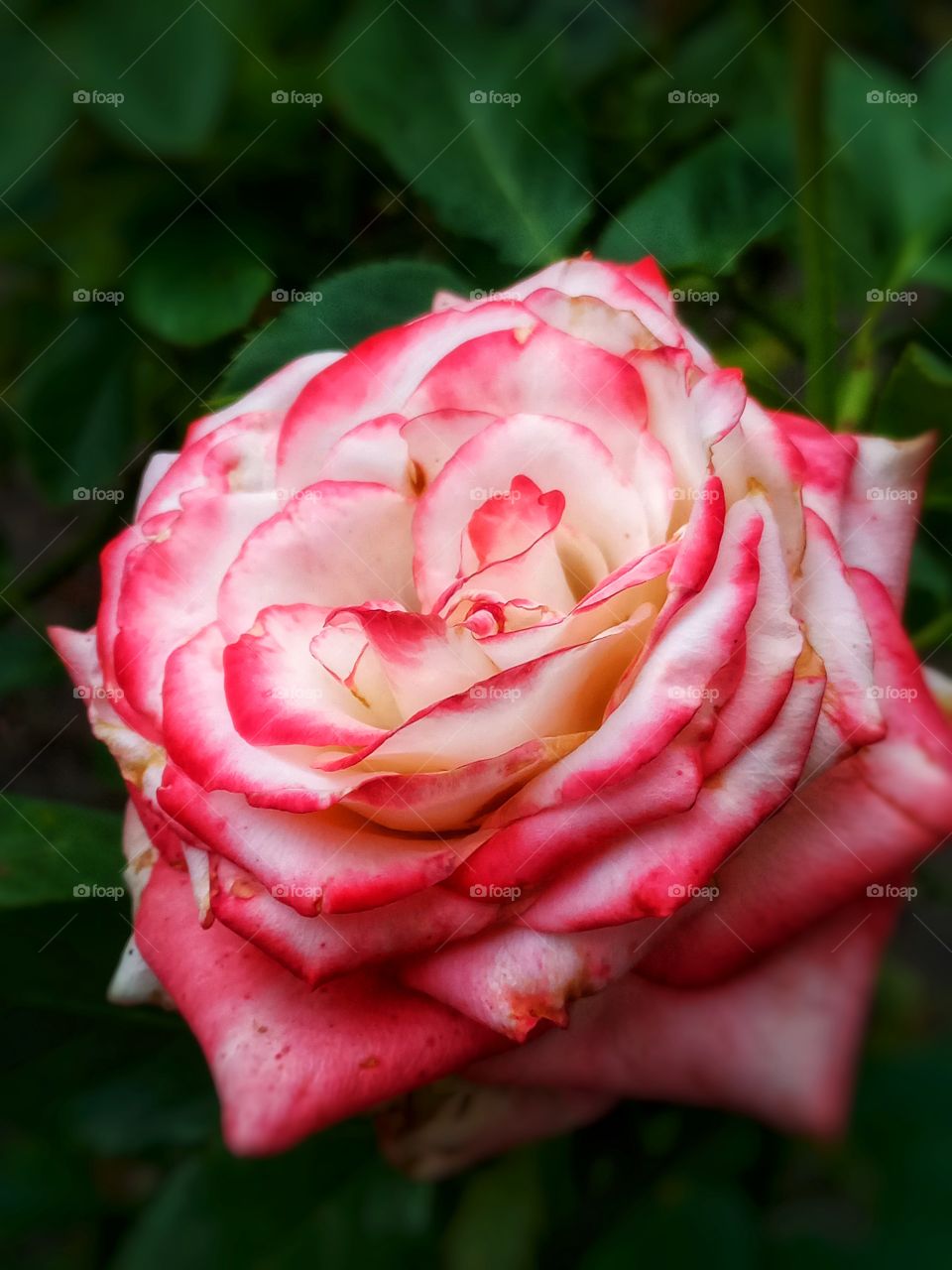 to express sympathy, it is best to give light pink roses🥰
