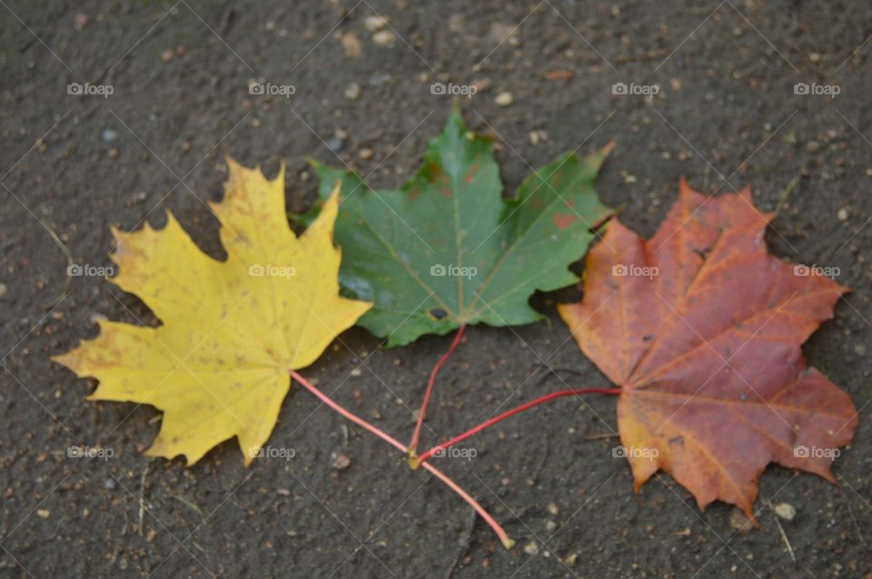 Autumn maple