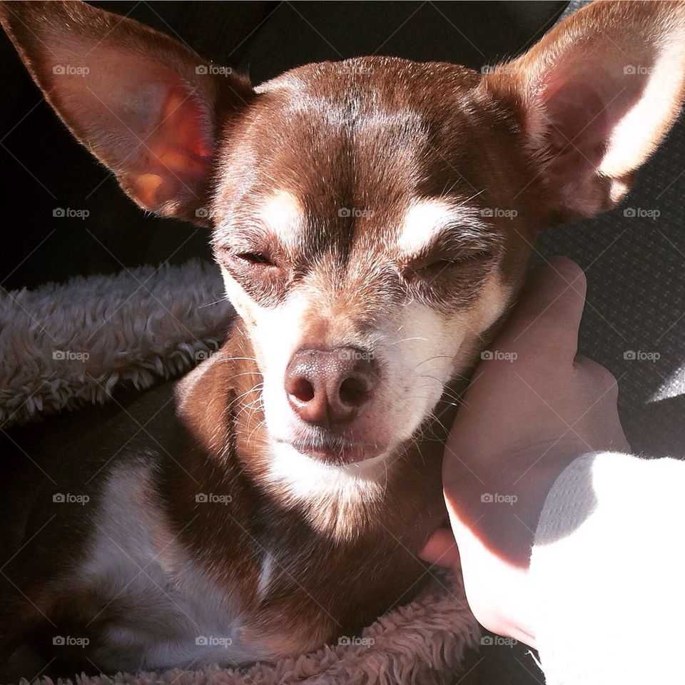 Chihuahua5
