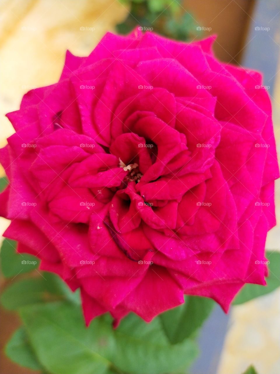 Red rose