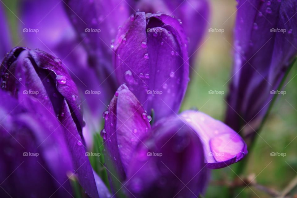 purple flowers