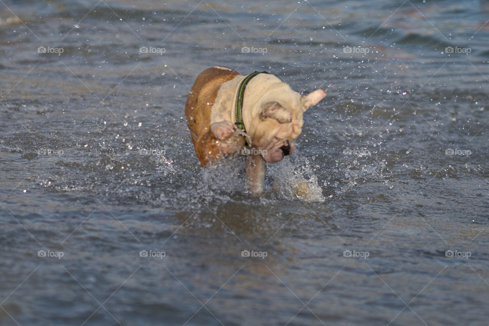 Bulldog bañandose en el mar