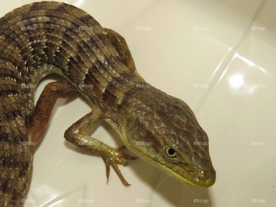 Northern Alligator Lizard 