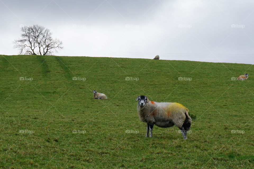 Weardale Sheep ... not sure why he has so many colourful markers as farmers usually only choose the one colour to mark their sheep ... I think he looks great πβ€οΈππ§‘