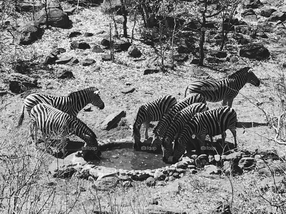 Zebras at the waterpond