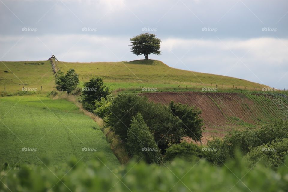 Scenic view of tree growing on hill