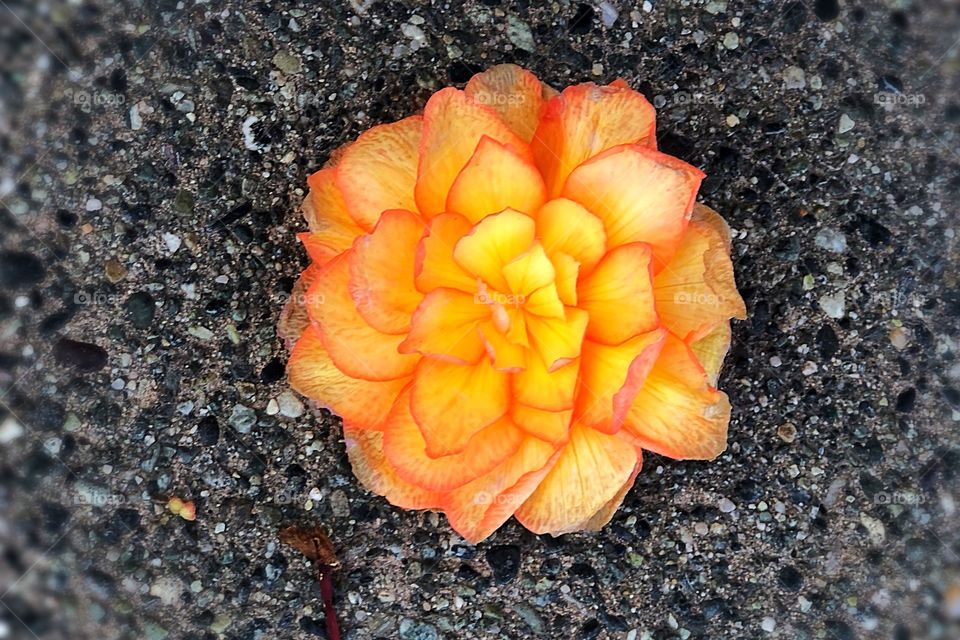 Oh, sidewalk flower 