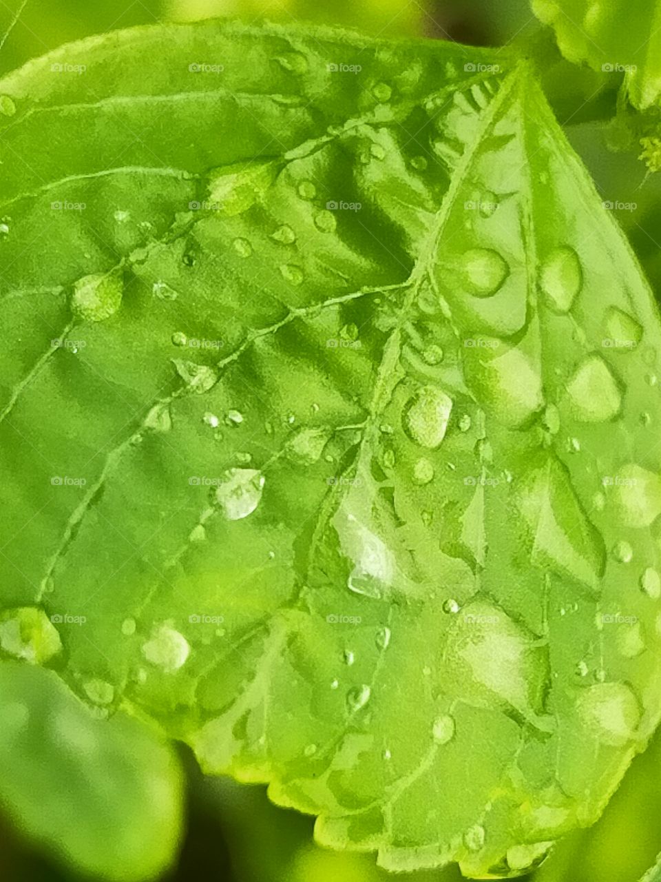 water drop in leaf