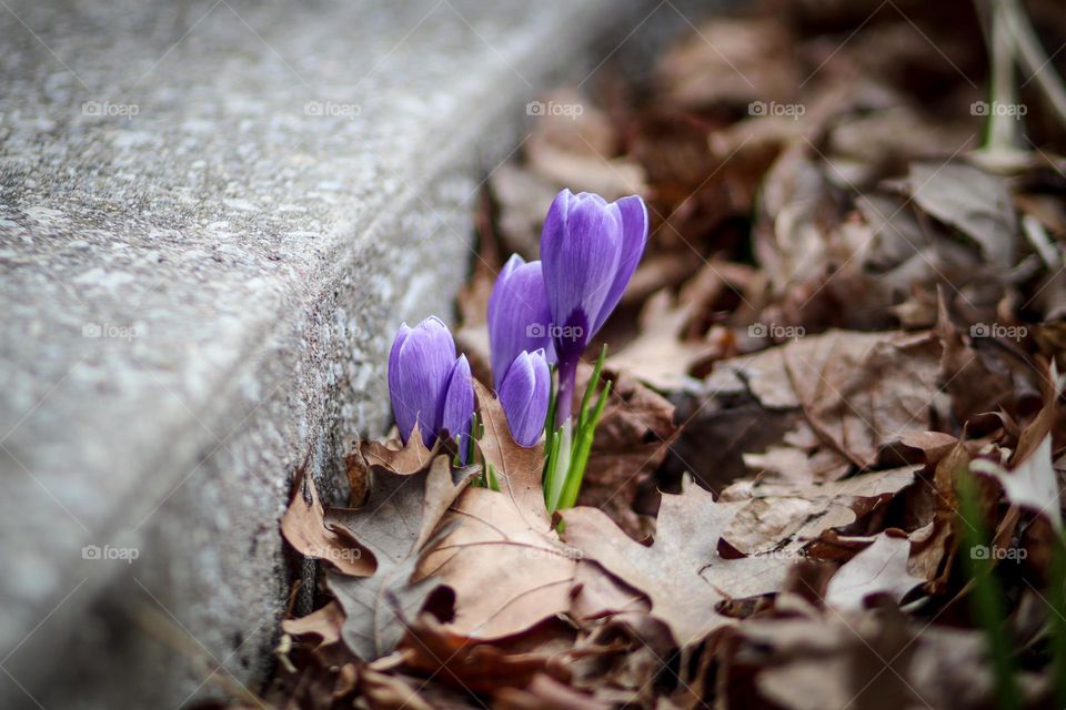 Crocuses