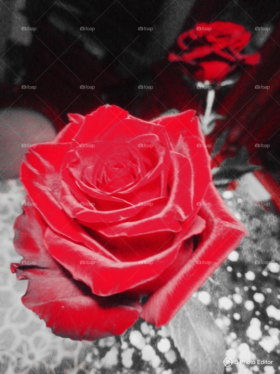 rose rosse