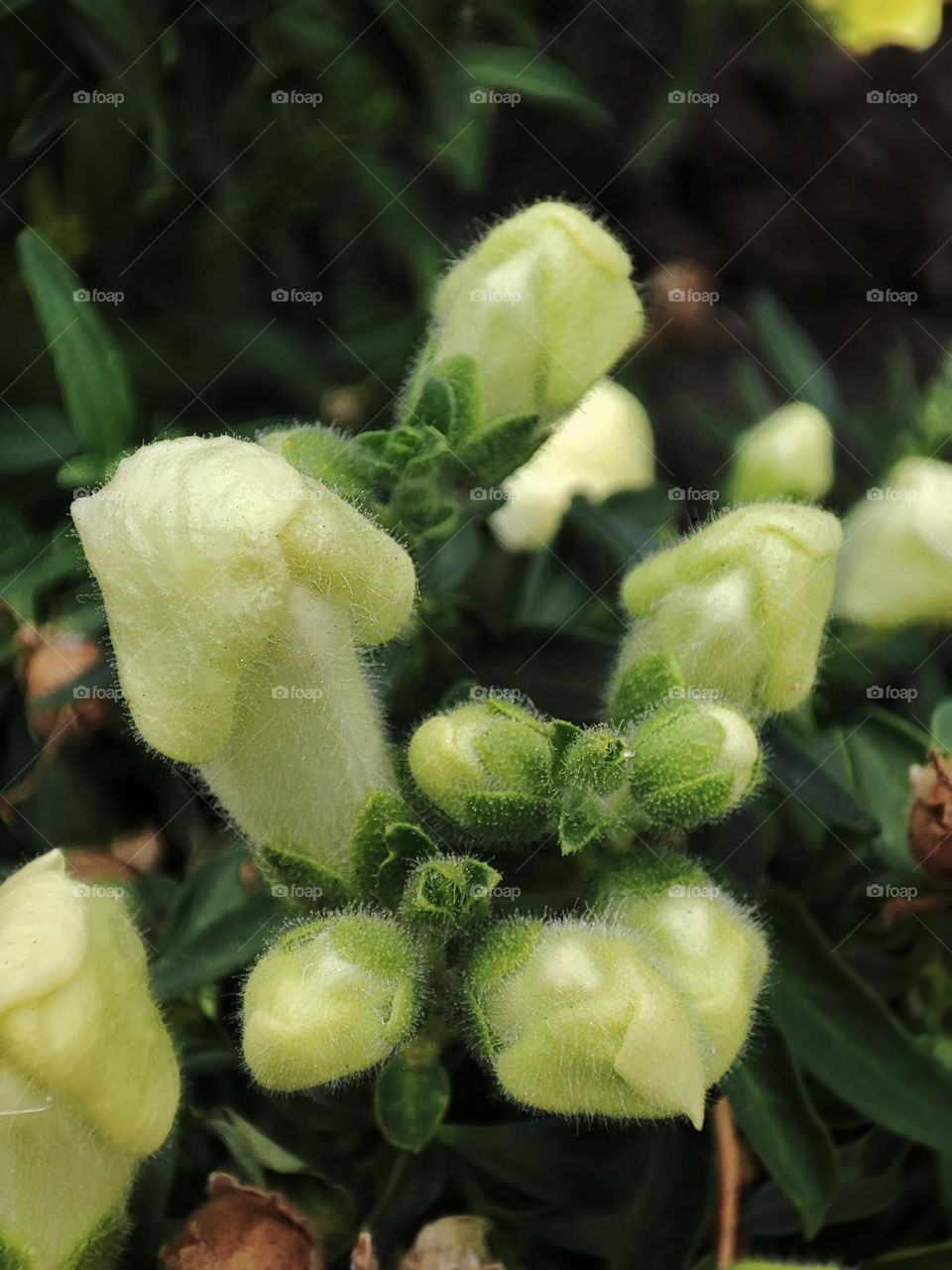Macro photo of green grass growing in the garden
