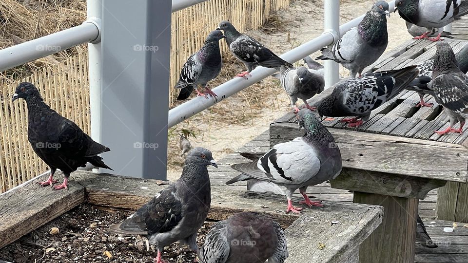A Group of Pigeons