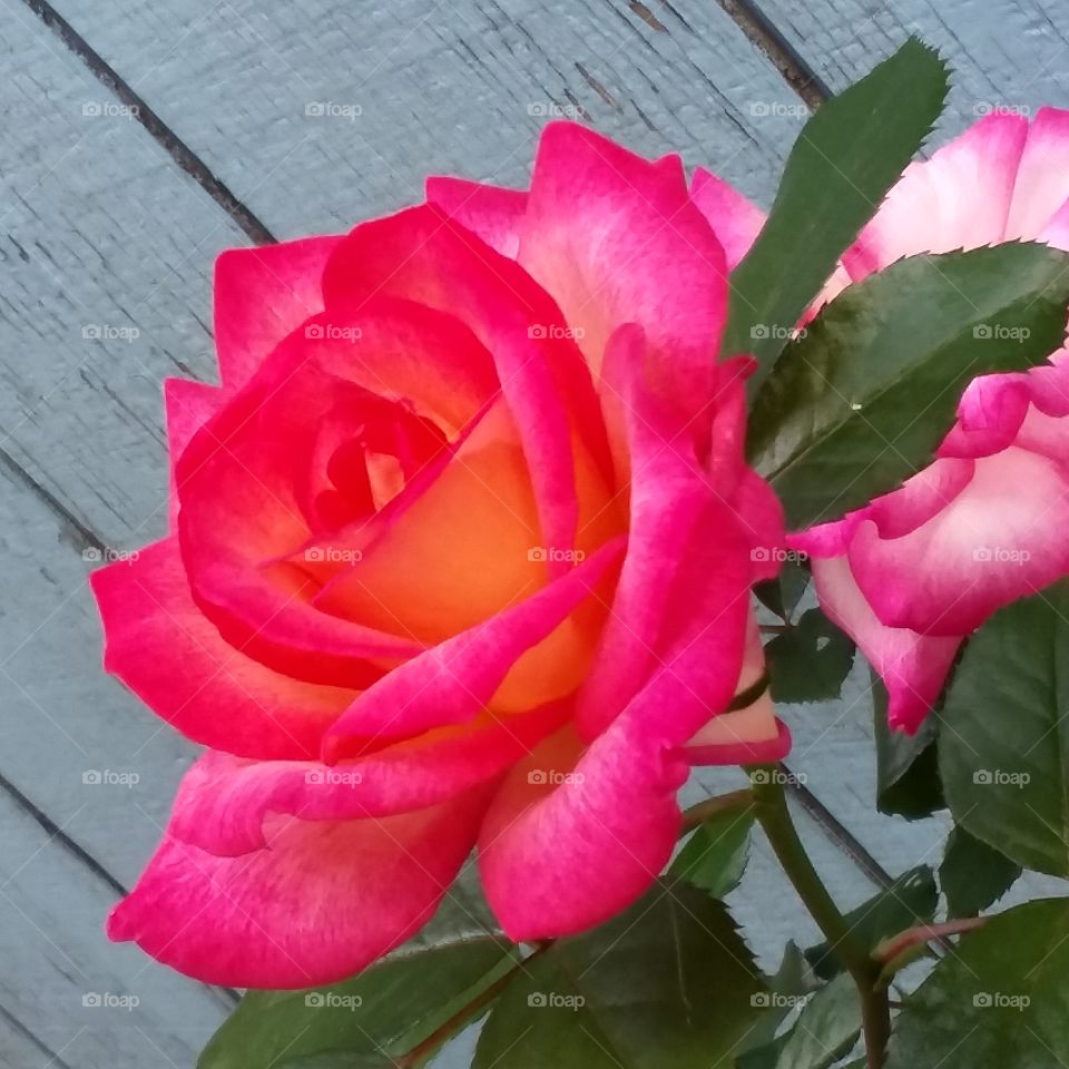 rose in bloom