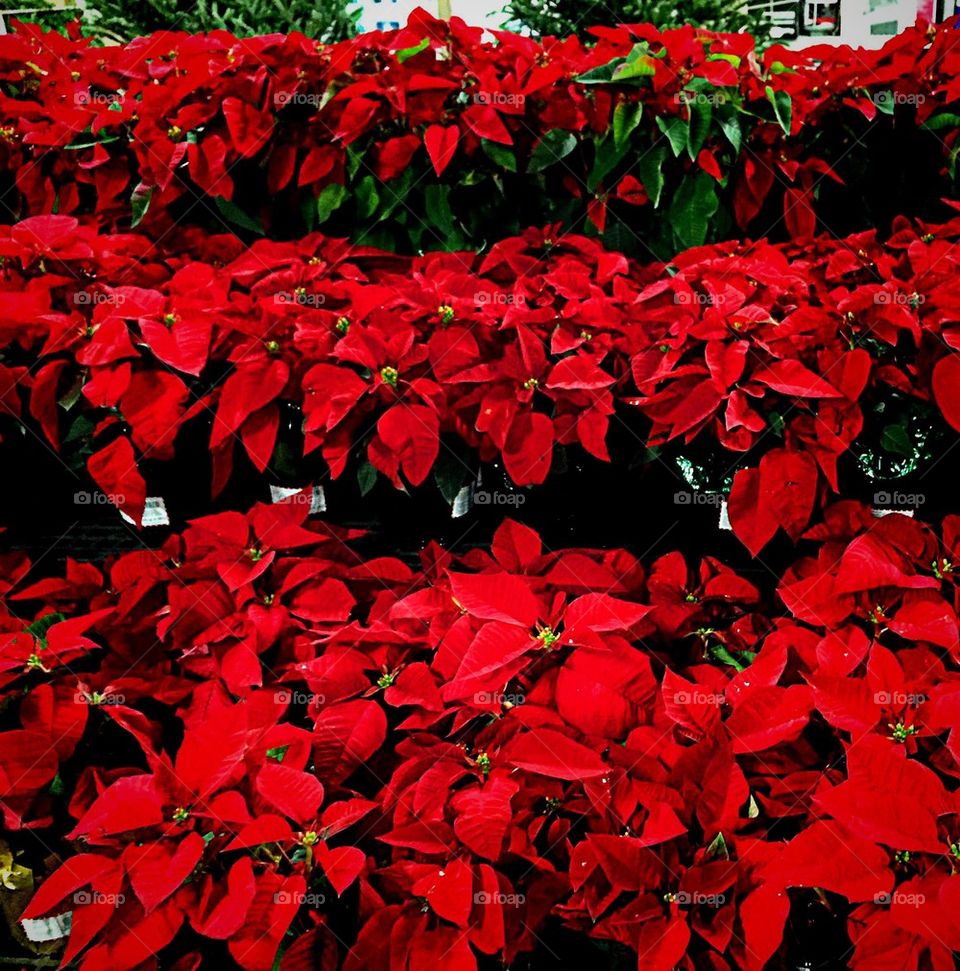 Poinsettias 