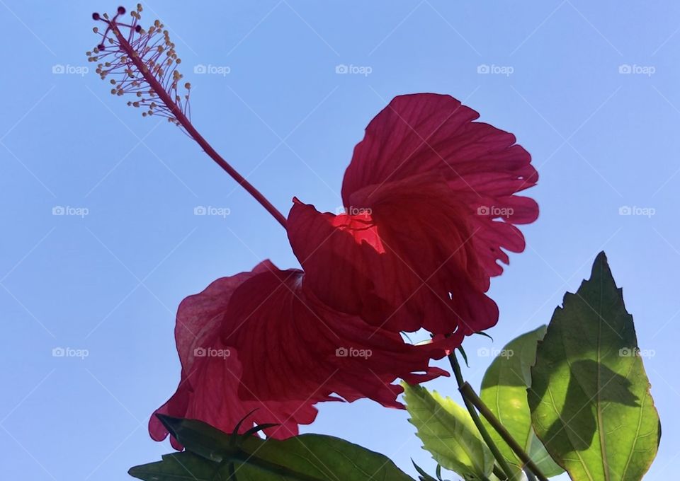 Hibiscus, Midday Sun. Looks like a dress from a flamenco dancer. 